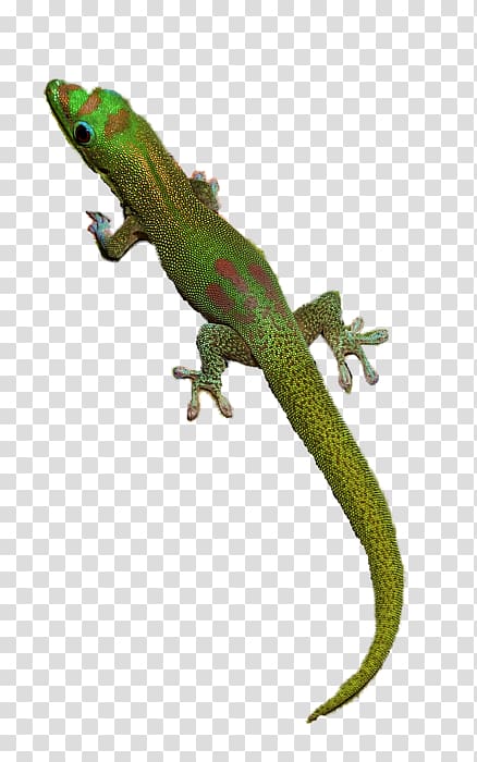 Gecko Lizard, Pamela transparent background PNG clipart