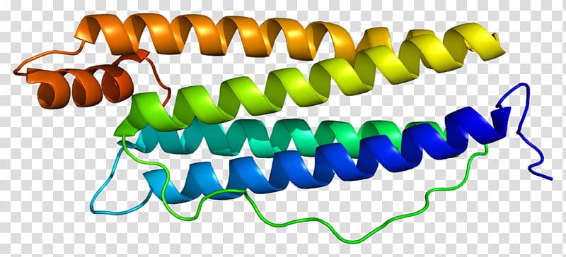 Ferritin light chain Immunoglobulin heavy chain Immunoglobulin light chain Protein, chain gene transparent background PNG clipart