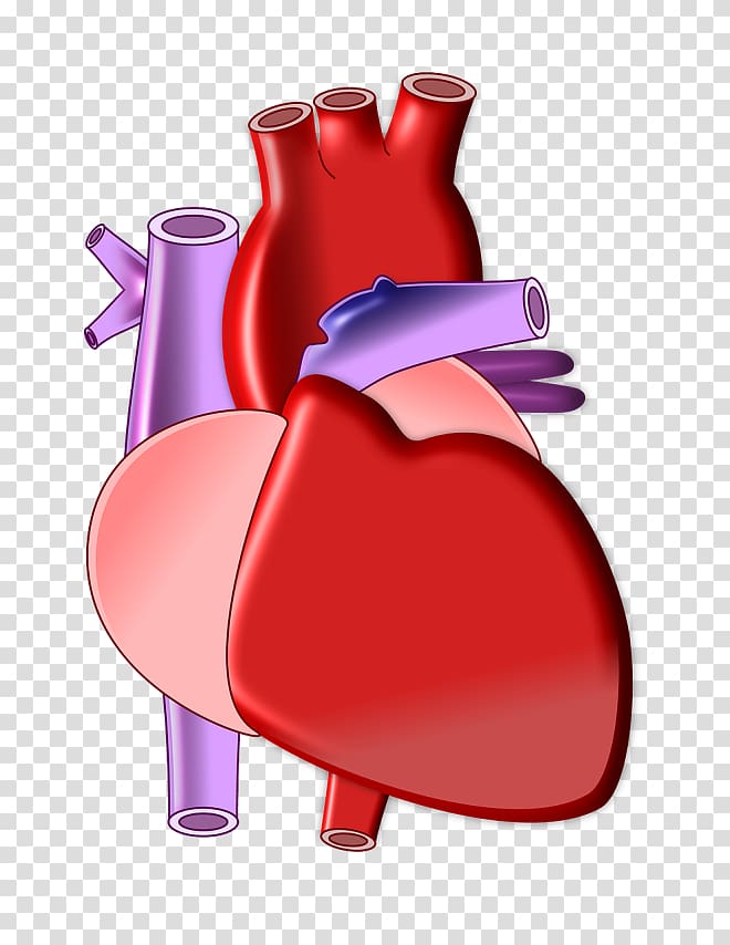 Biology Organ Heart Circulatory system Anatomy, heart transparent background PNG clipart