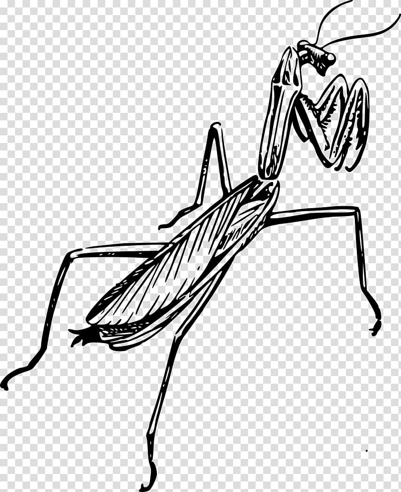 European mantis Line art Black and white Drawing , insect transparent background PNG clipart