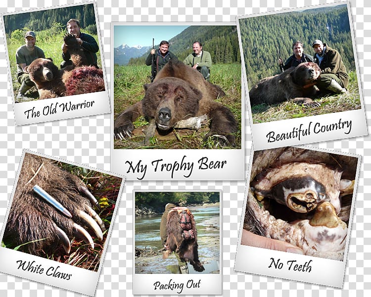 Grizzly bear Apple River Alaska Peninsula brown bear Wildlife, bear transparent background PNG clipart