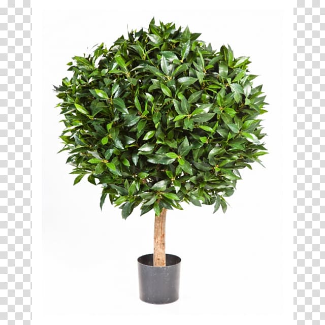 Dwarf umbrella tree London plane Plants, tree transparent background PNG clipart