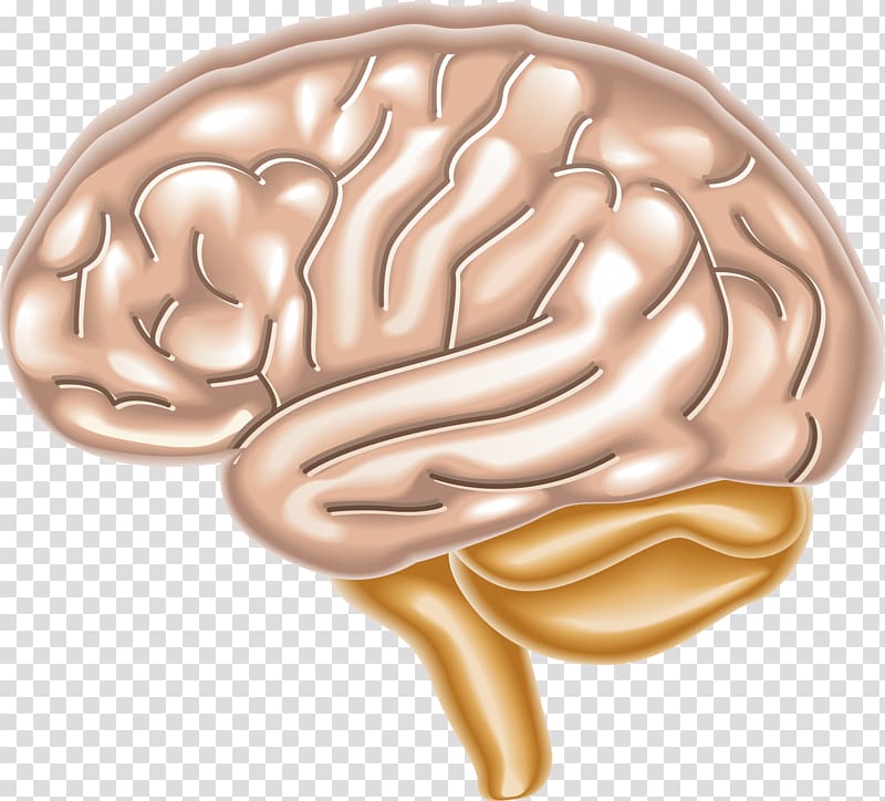 Human brain Worksheet Brain damage Organ, Brain cartoon transparent background PNG clipart