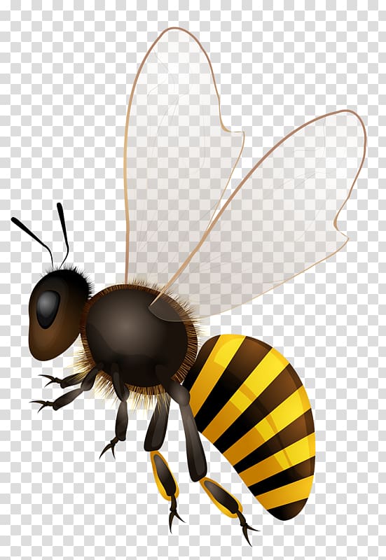 Honey bee , bees transparent background PNG clipart