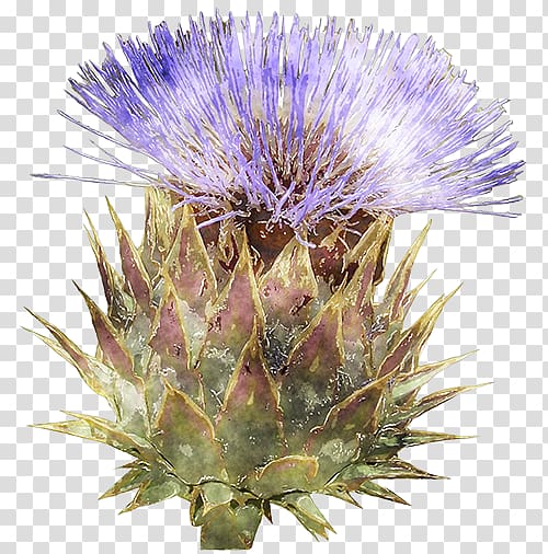 Cardoon Milk thistle Noxious weed Purple, pretty spray transparent background PNG clipart