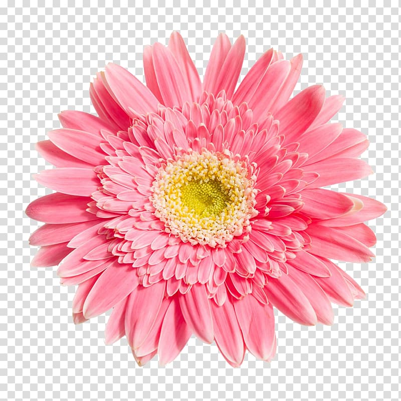 pink gerbera daisy in bloom , Transvaal daisy Chrysanthemum Flower, Pink Chrysanthemum transparent background PNG clipart