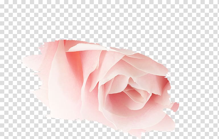 Garden roses Pink M Petal Close-up, stay tuned transparent background PNG clipart