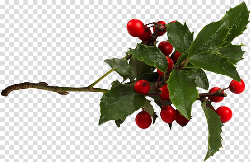 Common holly Aquifoliales , berries transparent background PNG clipart