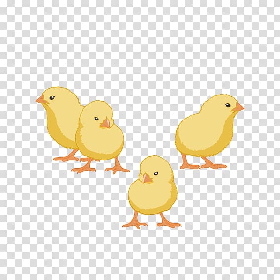 Yellow-hair chicken Animal, Small yellow chicken transparent background PNG clipart