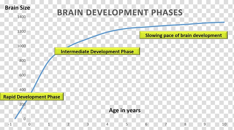 Whole Brain Education Development of the nervous system Midbrain Lateralization of brain function, Brain transparent background PNG clipart