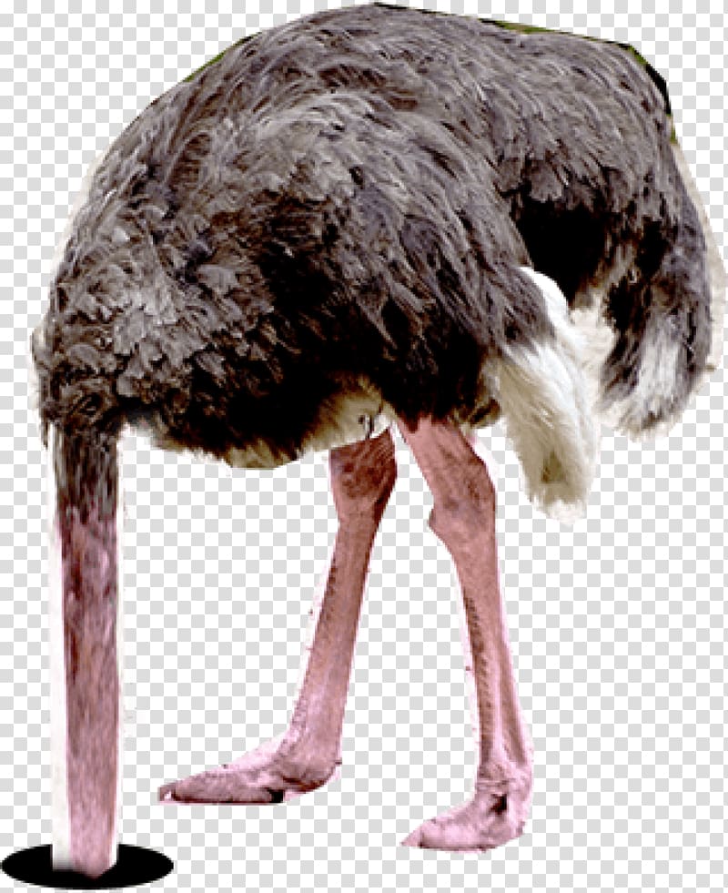 Common ostrich Ostrich effect Emu Portable Network Graphics Letter, transparent background PNG clipart