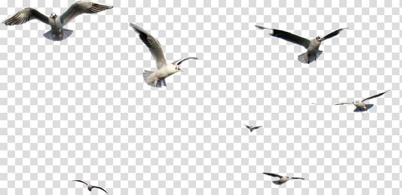 Bird , Bird transparent background PNG clipart