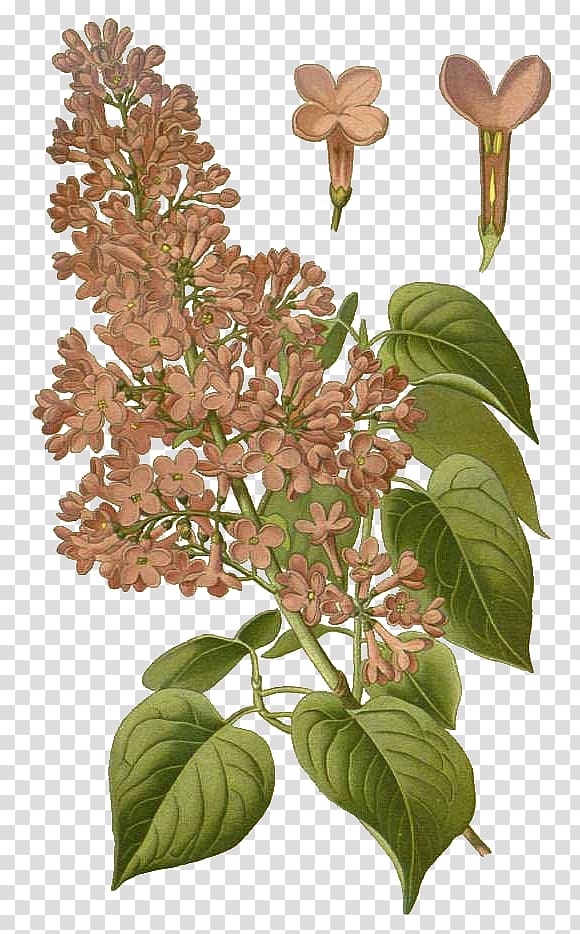 Common lilac Botany Flower Botanical illustration, manager transparent background PNG clipart