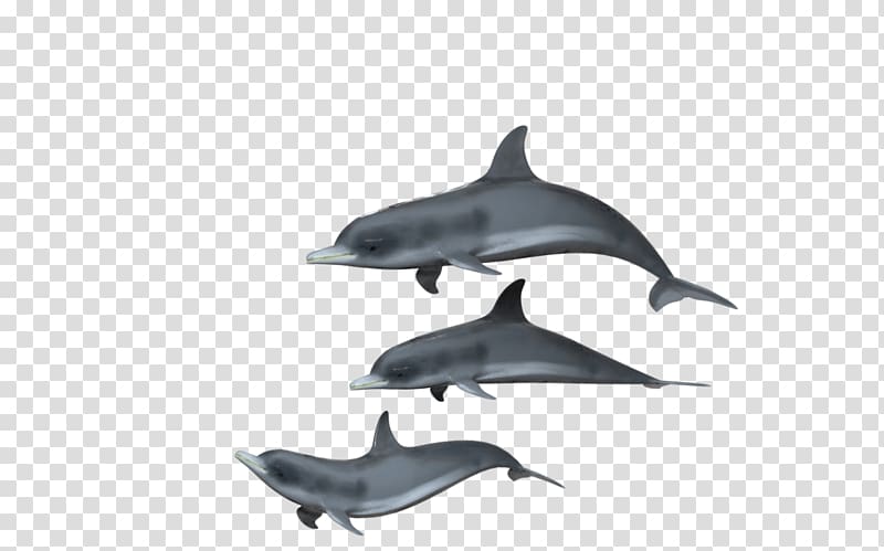 Spinner dolphin Common bottlenose dolphin Short-beaked common dolphin Tucuxi Rough-toothed dolphin, dolphin transparent background PNG clipart