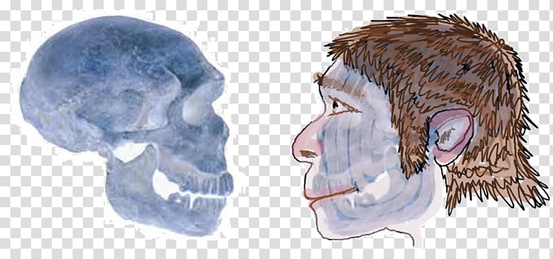 Neandertal La Ferrassie 1 Homo sapiens, others transparent background PNG clipart