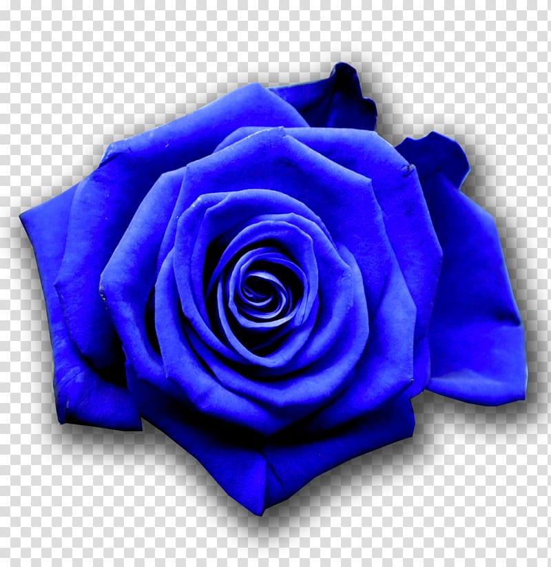 Blue rose Flower Desktop , blue rose transparent background PNG clipart