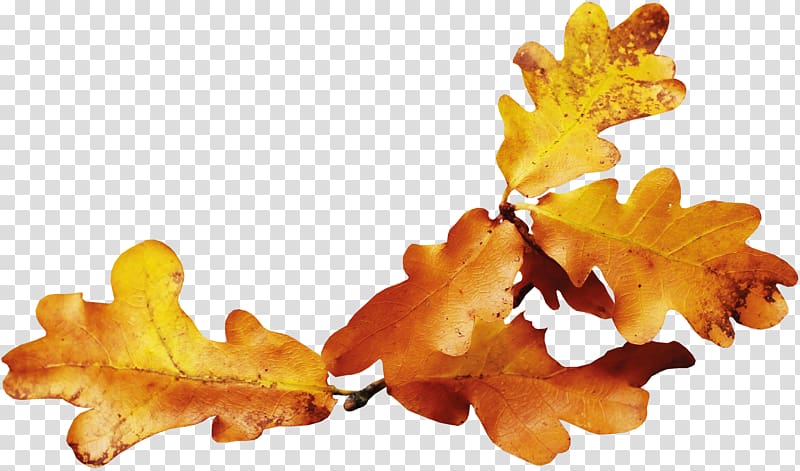 Autumn leaf color Autumn leaf color Yellow, Yellow autumn leaves transparent background PNG clipart