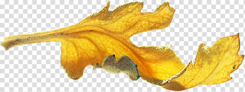 Gold leaf Gold leaf, Leaf transparent background PNG clipart