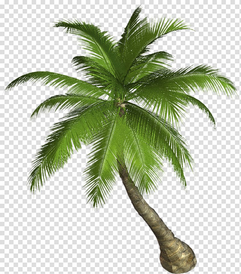 green coconut tree illustration, Arecaceae , Palm tree transparent background PNG clipart
