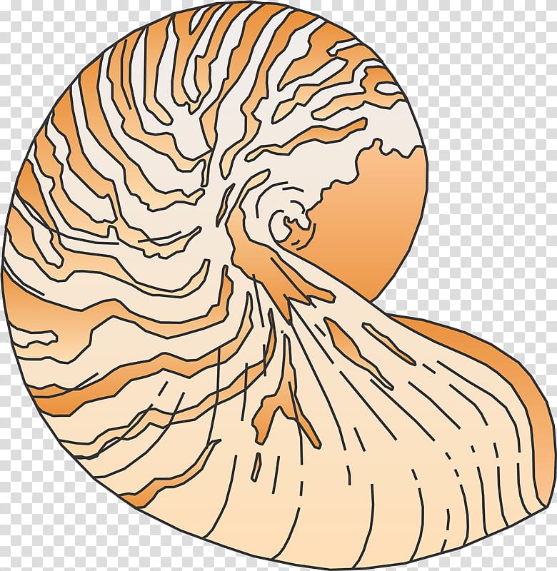 Rakushka Invertebrate Seashell , Mol transparent background PNG clipart