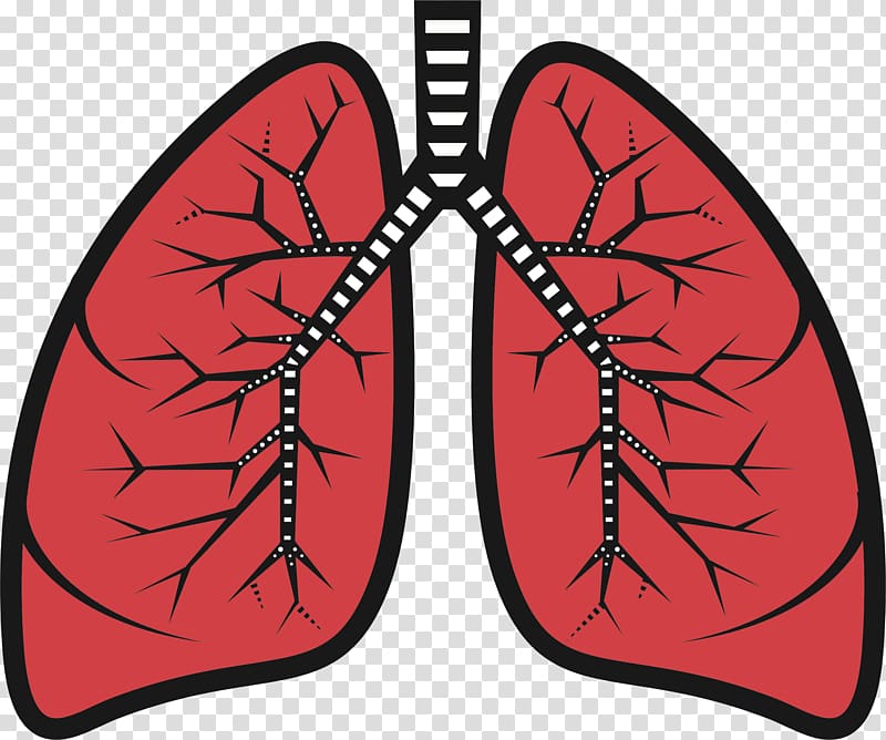 respiratory system clip art