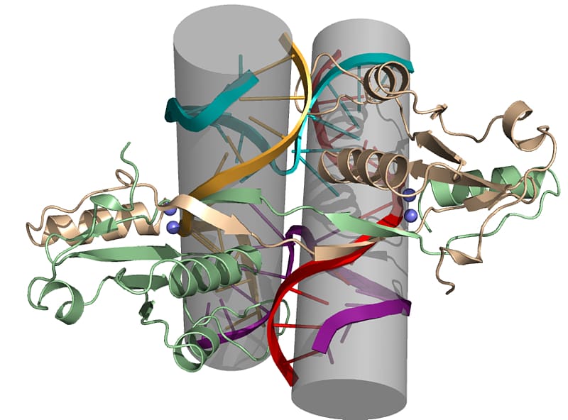 International Genetically Engineered Machine E. coli Bacteriophage , E Coli Cartoon transparent background PNG clipart
