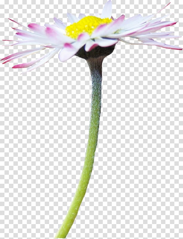 Cut flowers Oxeye daisy Tripleurospermum inodorum Chamomile Flowering plant, chamomile transparent background PNG clipart