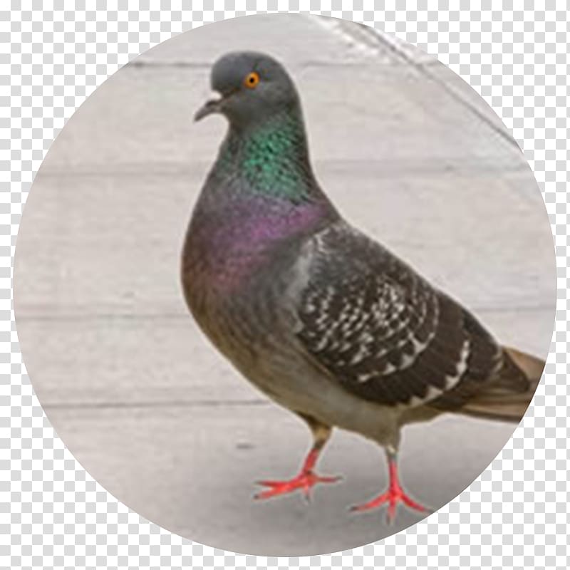 Bird Columbidae Domestic pigeon Pest Control, bird fleas transparent background PNG clipart