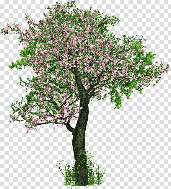 The Love of Trees Tree planting Deciduous, Jasmine Cherry Blossom transparent background PNG clipart