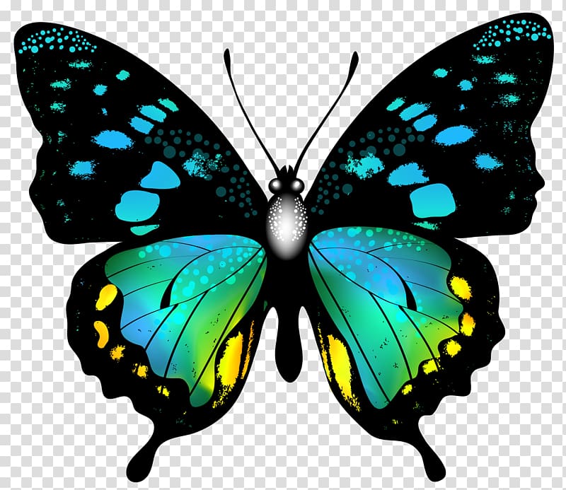 Butterfly Color Greta oto , blue butterfly transparent background PNG clipart