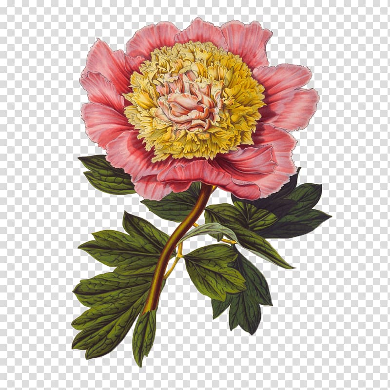 yellow and pink peony flower, Gongbi Botanical illustration Flower Illustration, Floral flowers background material transparent background PNG clipart