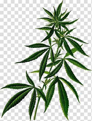 Medical cannabis Hemp Plant Cannabis sativa, cannabis transparent background PNG clipart