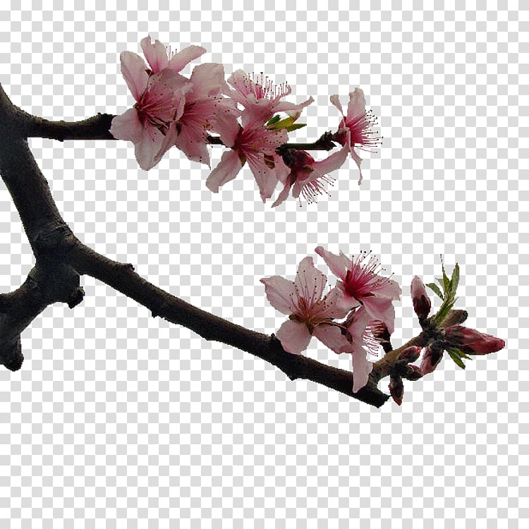Cherry blossom Peach blossom Google s, Peach blossom transparent background PNG clipart