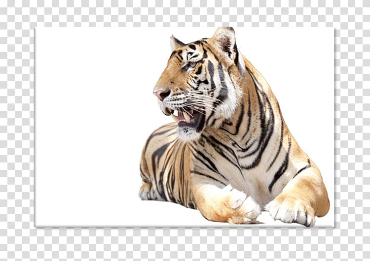 Tiger Installation art, tiger transparent background PNG clipart