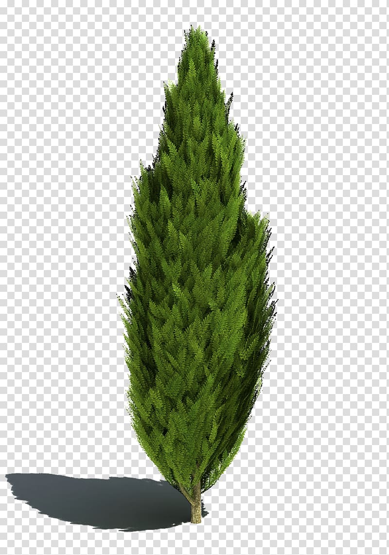 Plant Tree Lodgepole pine Shrub, plant transparent background PNG clipart