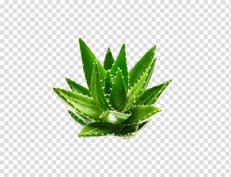 Aloe vera Euclidean Plant Aloin Green, Aloe transparent background PNG clipart