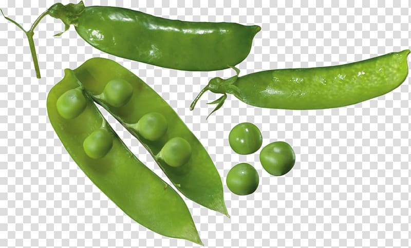 Pea transparent background PNG clipart