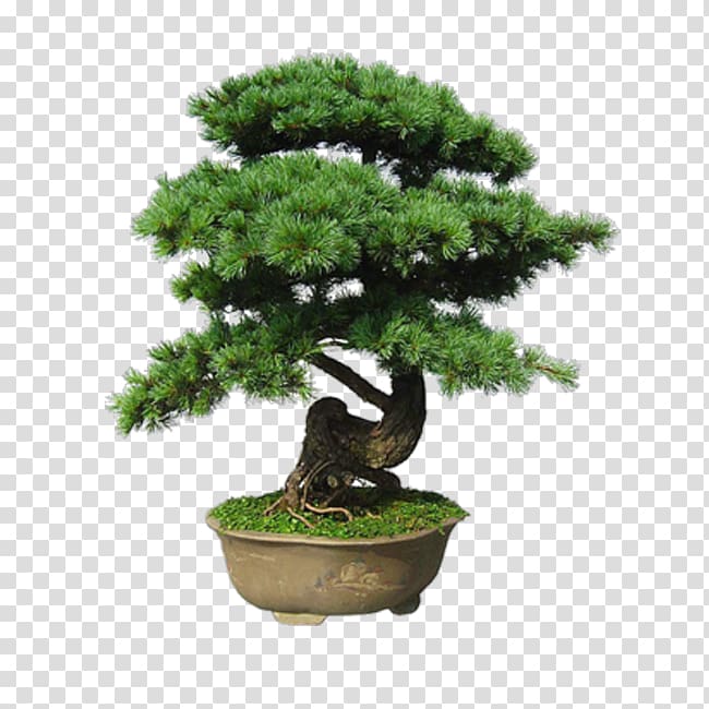 Indoor bonsai Tree Flowerpot, tree transparent background PNG clipart