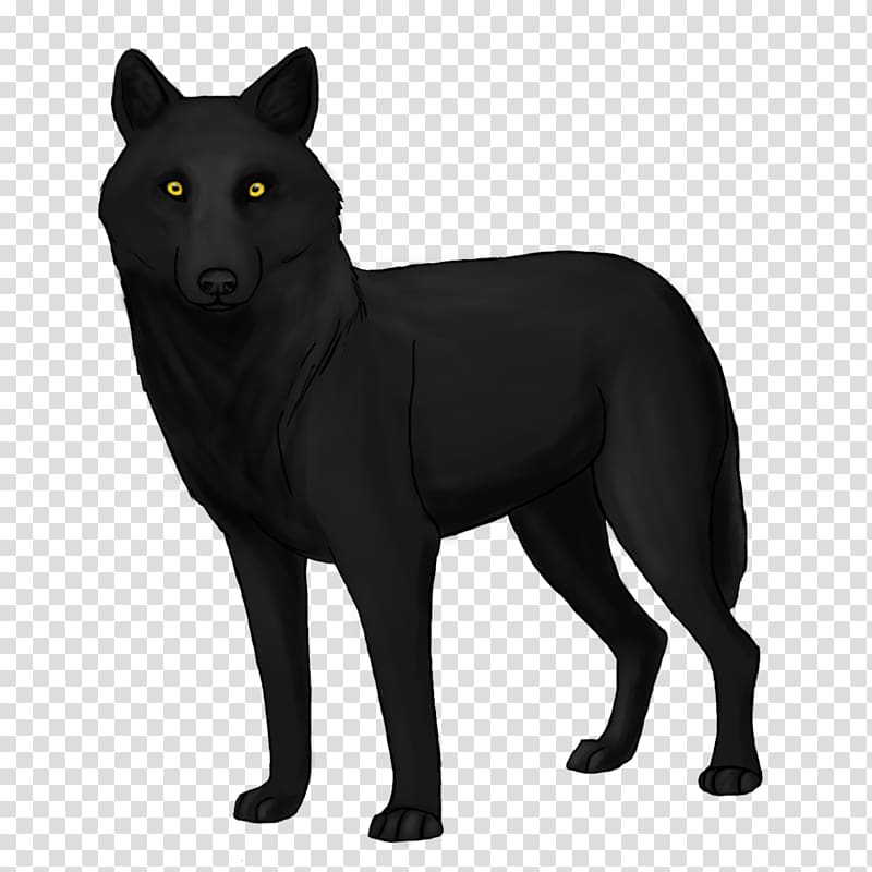 Schipperke Coyote Dog breed Black wolf Drawing, coyote drawing transparent background PNG clipart