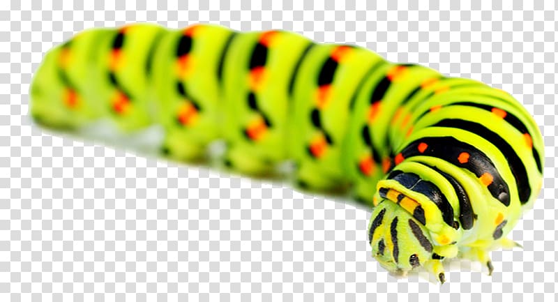 Caterpillar transparent background PNG clipart