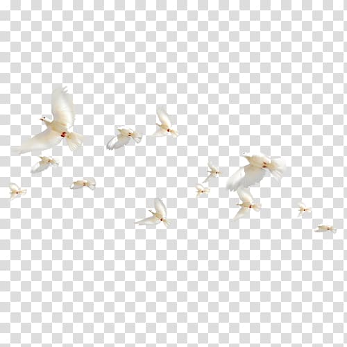 Bird Columbidae Flight Flock, fly pigeons transparent background PNG clipart
