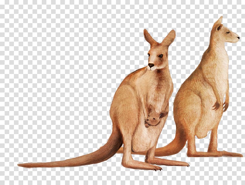 Cute kangaroo transparent background PNG clipart