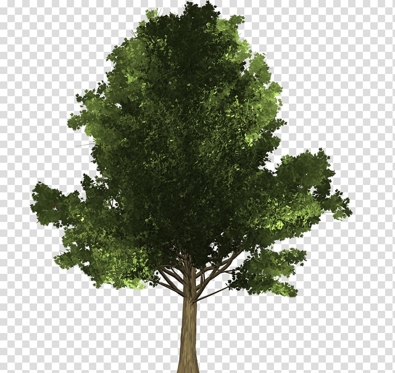 Tree Evergreen Branch Woody plant Pine, maple leaves transparent background PNG clipart