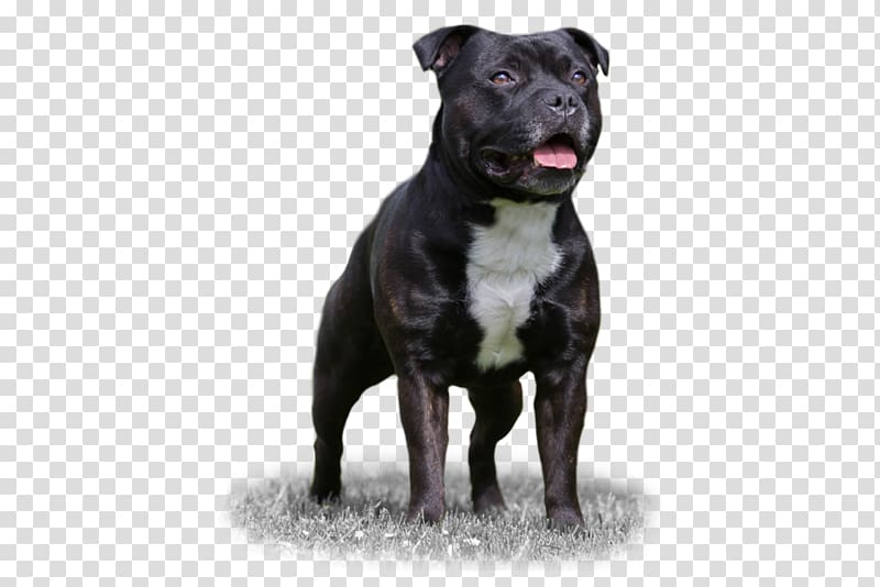 Staffordshire Bull Terrier Dog breed American Staffordshire Terrier American Pit Bull Terrier, american pit bull terrier american staffordshire t transparent background PNG clipart