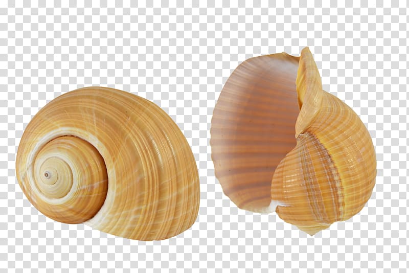 Seashell Cockle Conchology Sea snail Molluscs, SEA SHELL transparent background PNG clipart