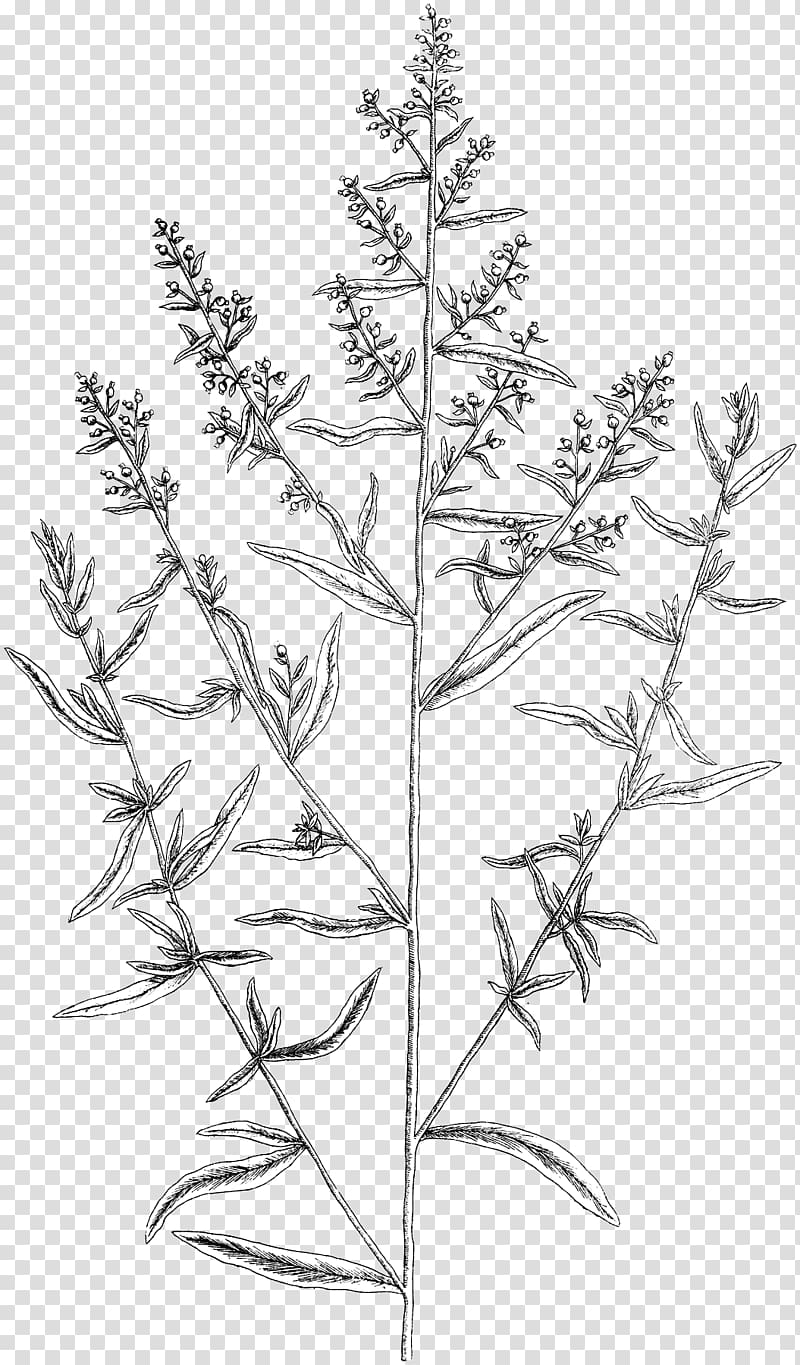 Twig Tarragon Herb Plant stem Painting, Tarragon transparent background PNG clipart