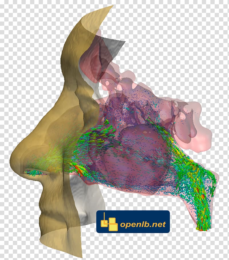 OpenLB Lattice Boltzmann methods Nose Nasal bone Breathing, nose transparent background PNG clipart