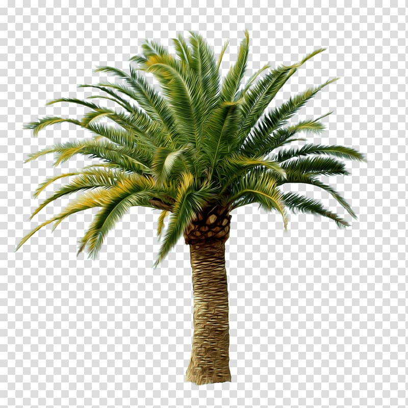 Arecaceae , Palm Tree transparent background PNG clipart