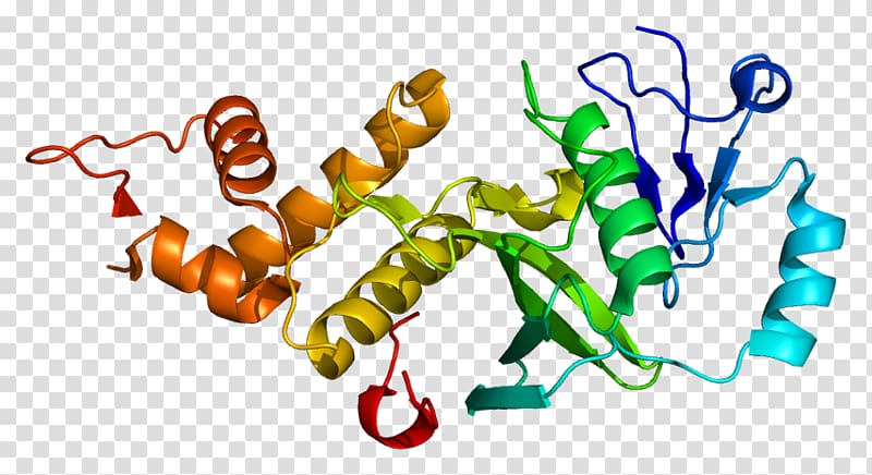 KAT5 Histone acetyltransferase Endothelin Beta-galactoside transacetylase, others transparent background PNG clipart