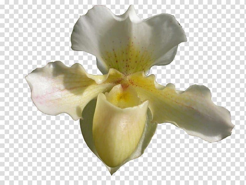 Orchids Lady\'s-slipper JPEG Portable Network Graphics , orchidea transparent background PNG clipart